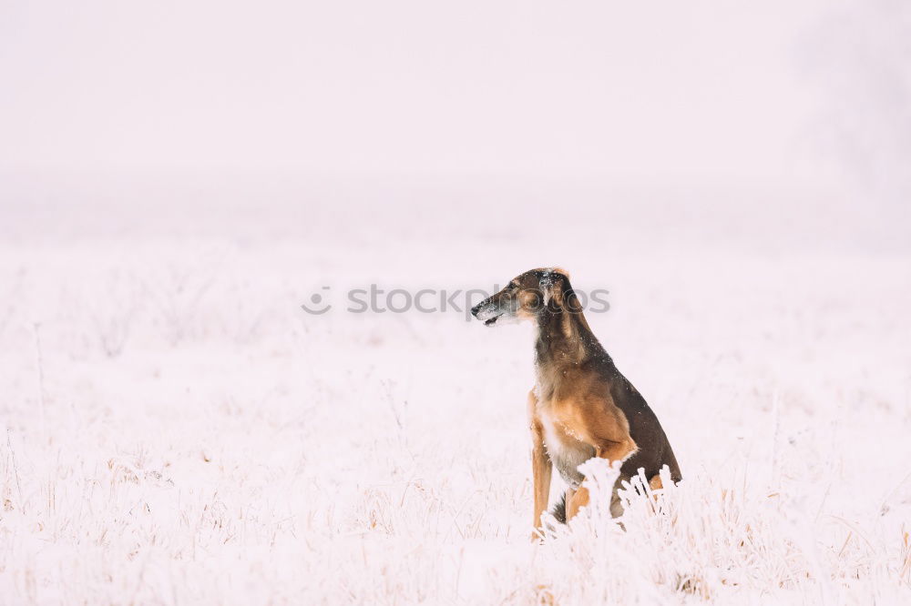 Similar – cows Nature Landscape