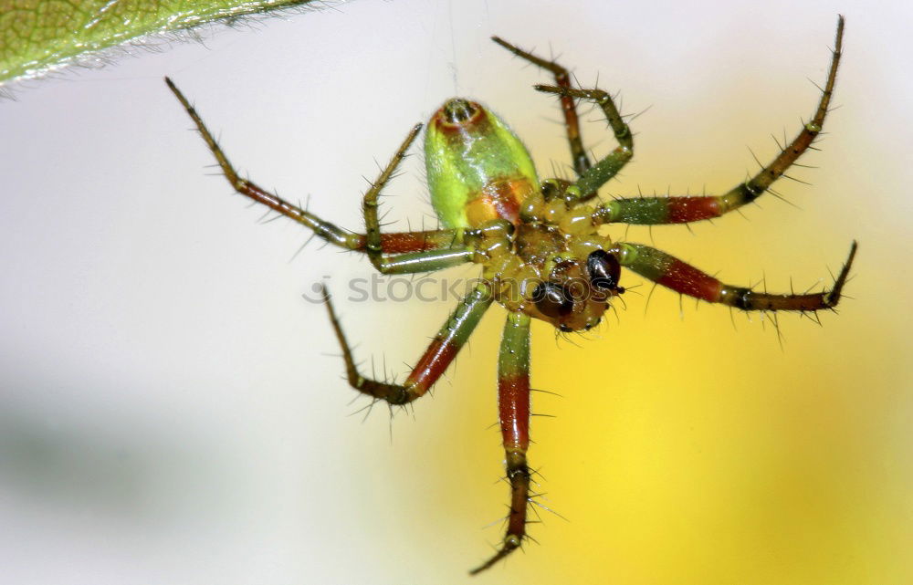 Similar – crawling wolf spider