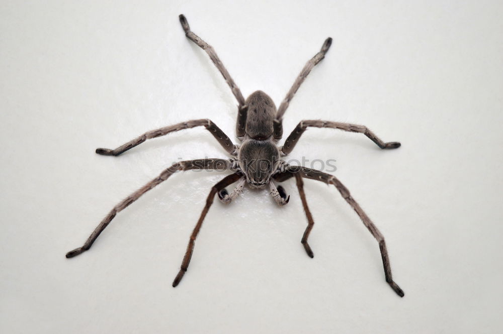 Similar – Hausspinne Spinne Ekel