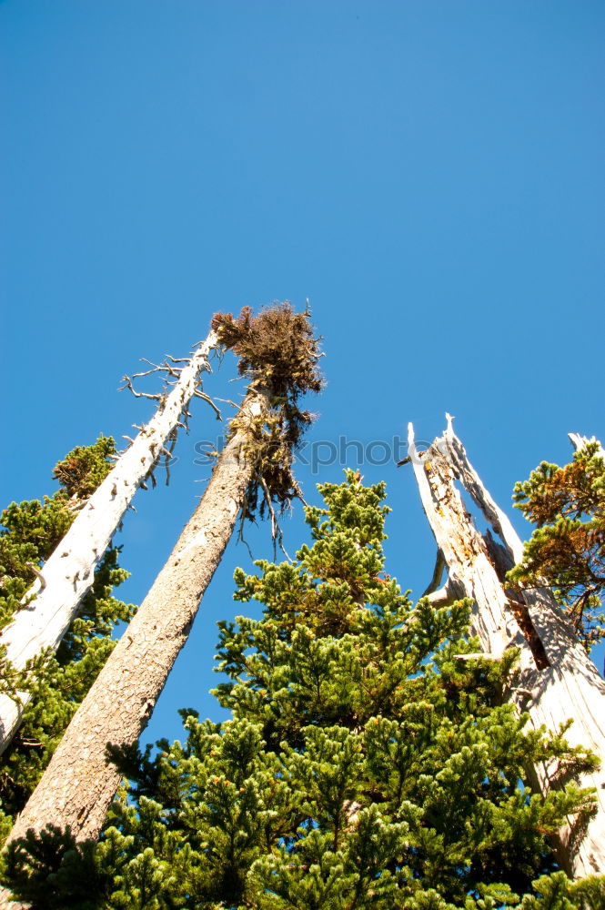 tree Environment Nature
