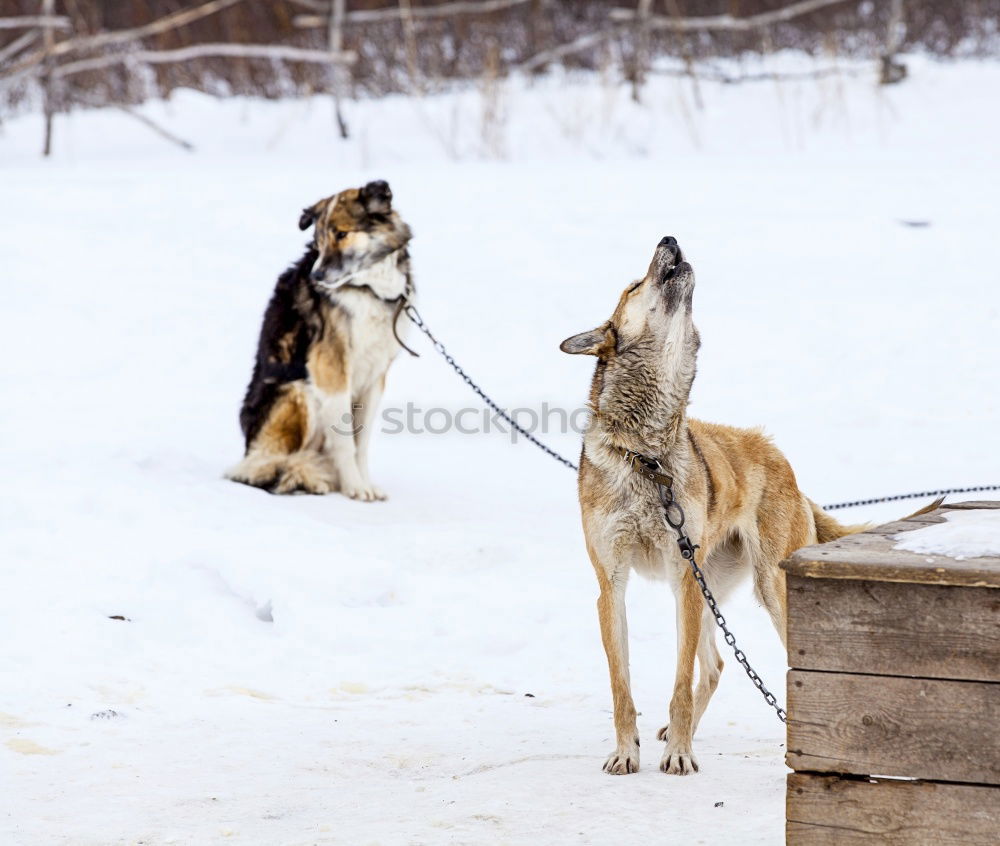 Similar – Image, Stock Photo Colourful hustle and bustle in the snow