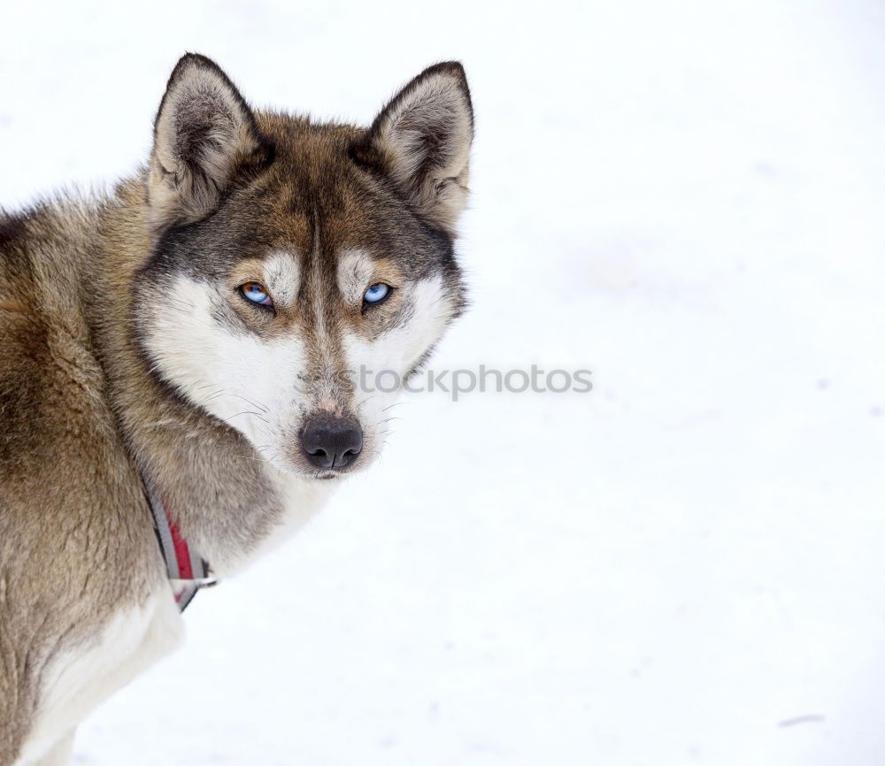 Similar – Wolf running on snow Snow