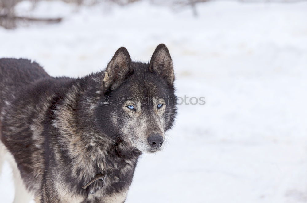 Similar – Wolf running on snow Snow