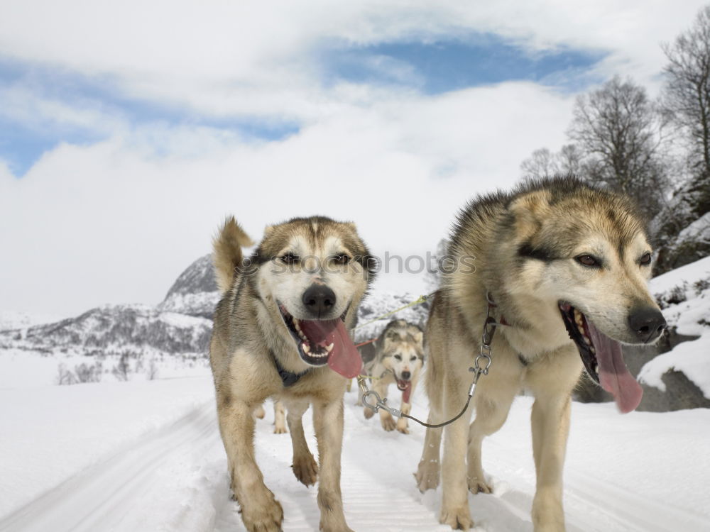 Similar – huskies Husky Dog