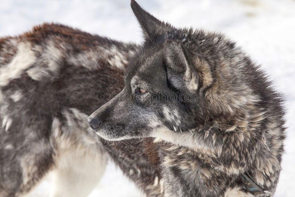 Similar – Image, Stock Photo Opposite direction Animal