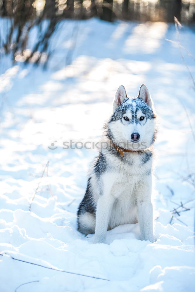 Image, Stock Photo Australian Shepherd Winter