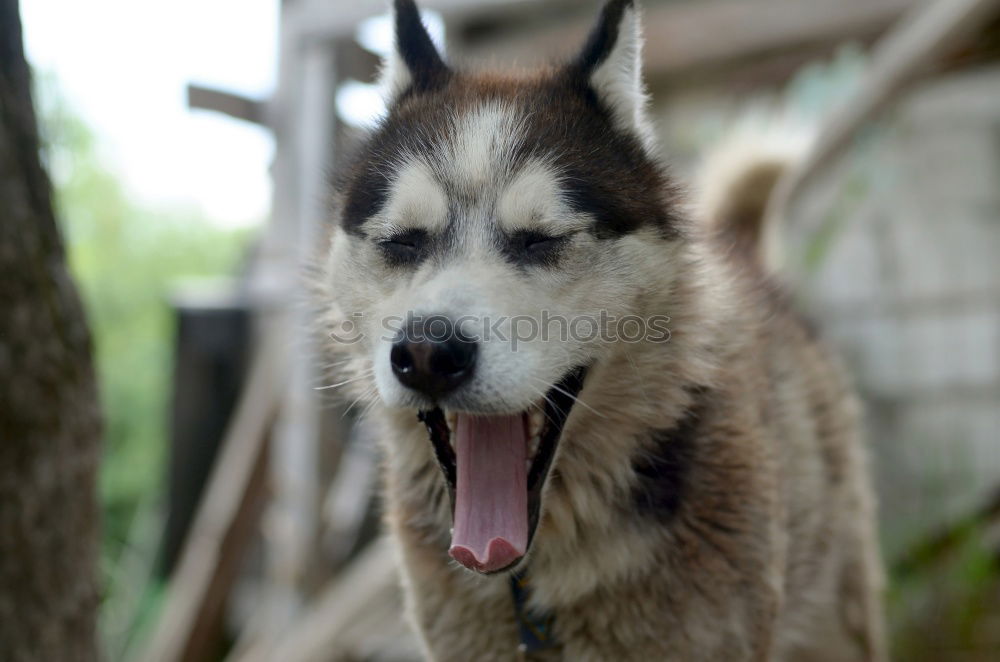 Similar – Image, Stock Photo dog tired