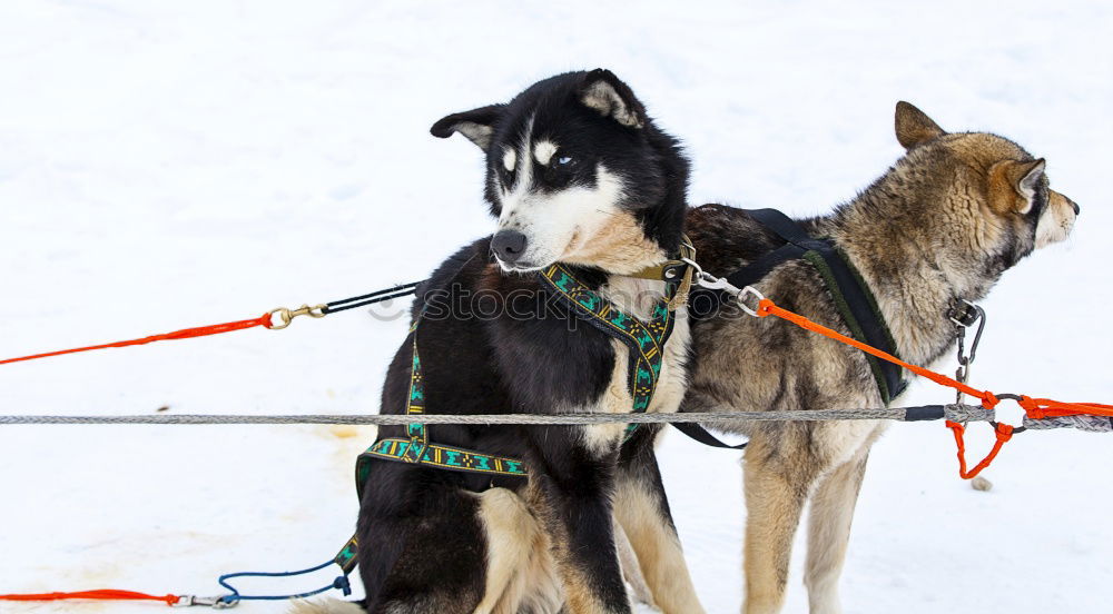 Similar – Image, Stock Photo Dog team in front of a dog sled after a sled ride