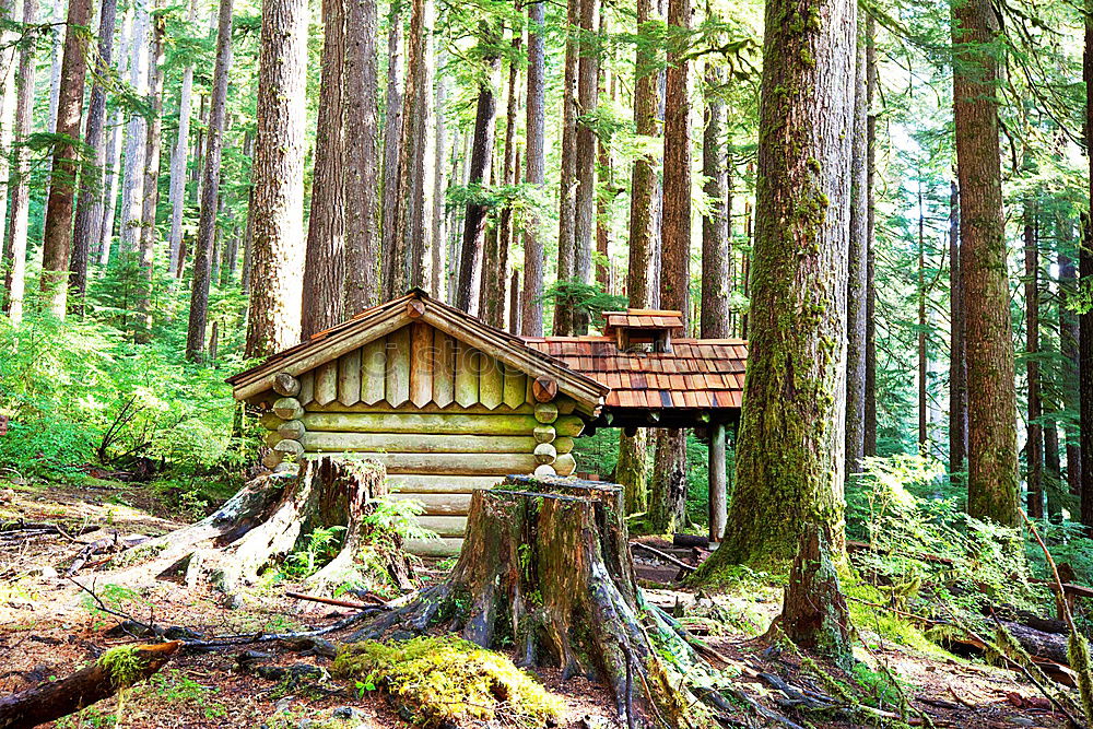 Similar – Yosemite Tree Forest