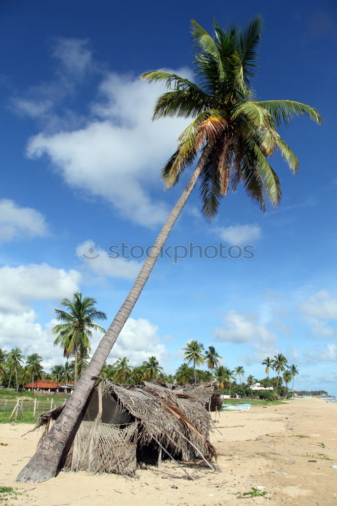 Similar – Image, Stock Photo Endless summer (India)