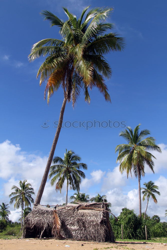 Similar – Image, Stock Photo Endless summer (India)
