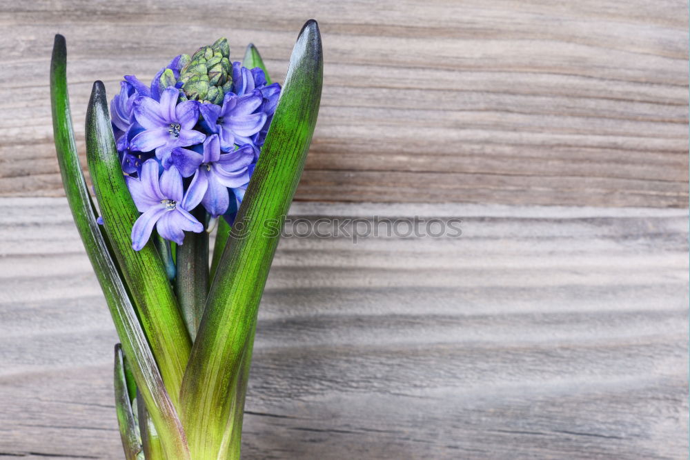 Similar – Foto Bild Frühlingsboten in Blau