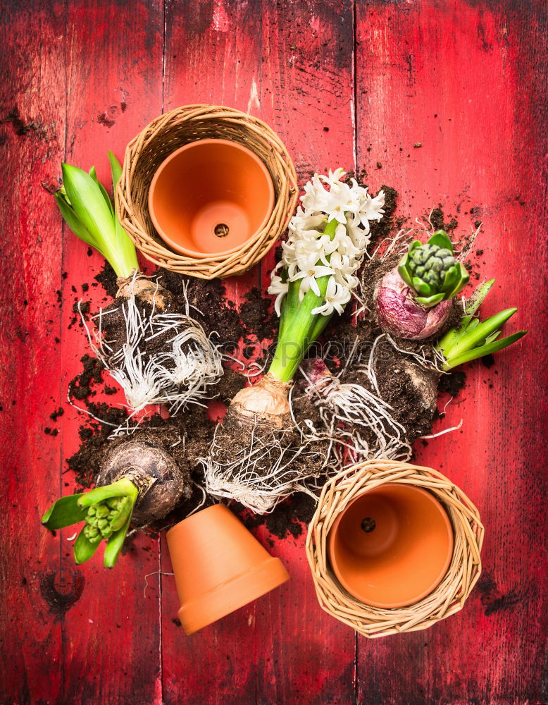 Similar – Hyacinth with potting soil and flower pots