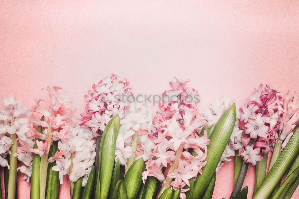 Similar – Beautiful spring flowers with hearts and shield