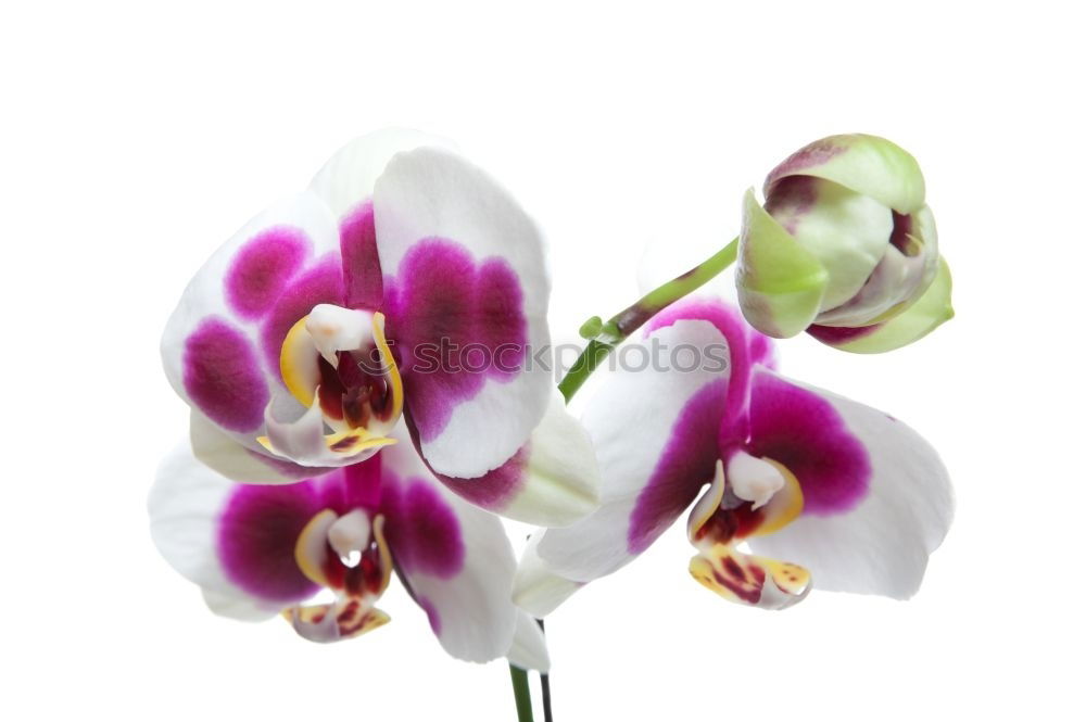 Similar – Image, Stock Photo orchid blossom Elegant