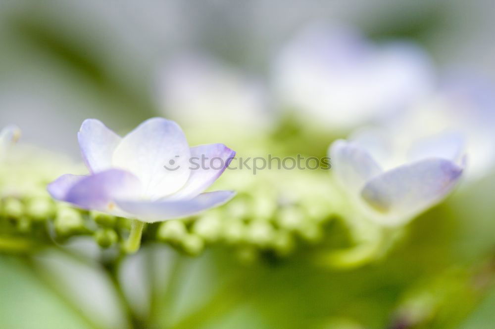 Similar – Image, Stock Photo Clematis | tendril to the sky.