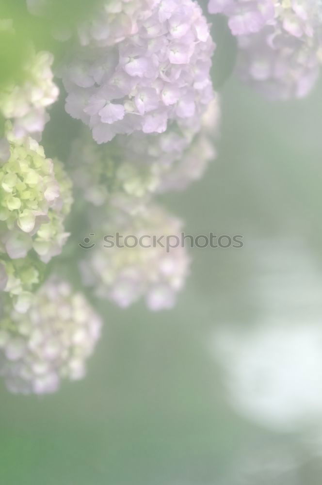 Similar – Image, Stock Photo in the bear’s garlic forest…