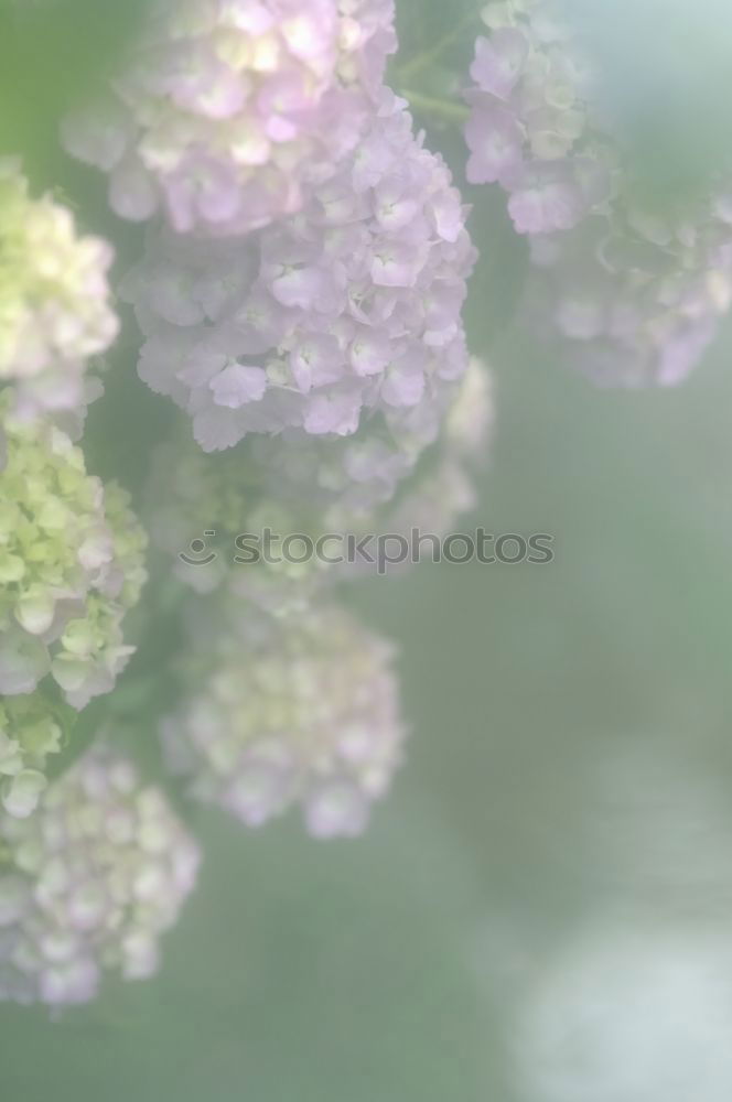 Similar – Image, Stock Photo lavender Lavender floats