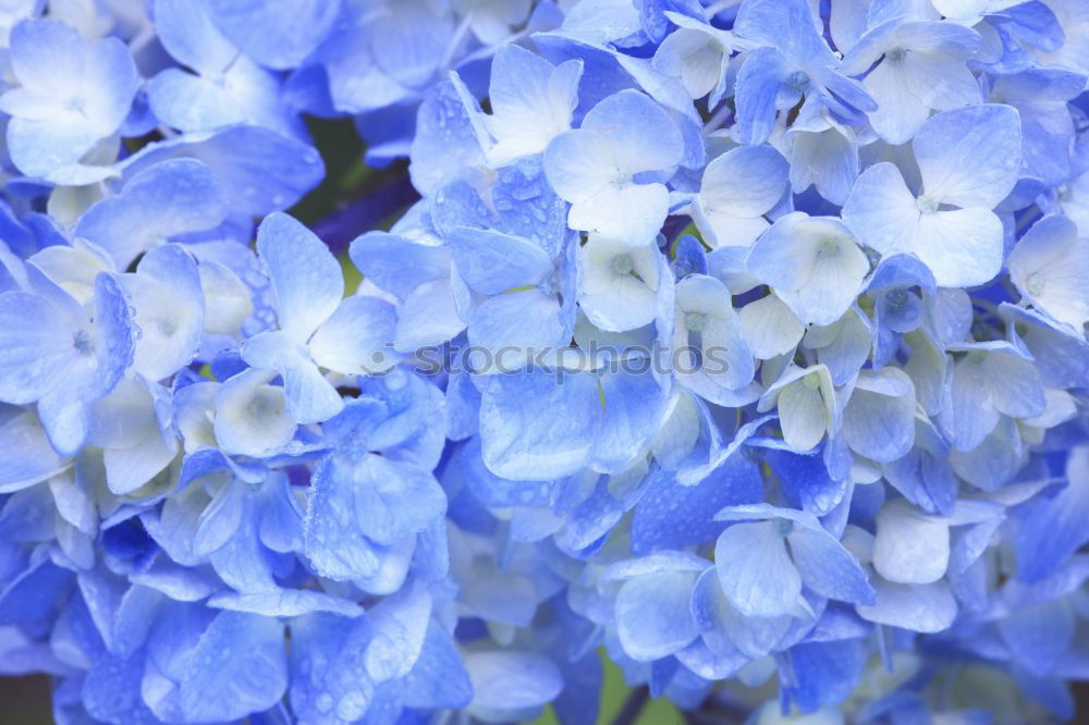 Similar – blue blue flowers…