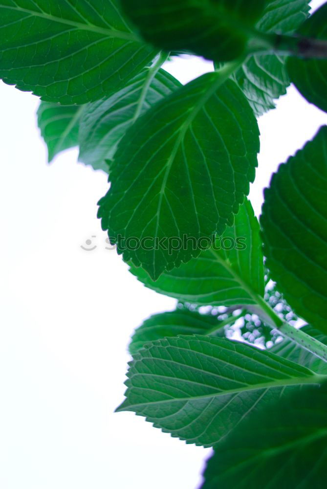 Similar – Foto Bild strawberry grün Pflanze