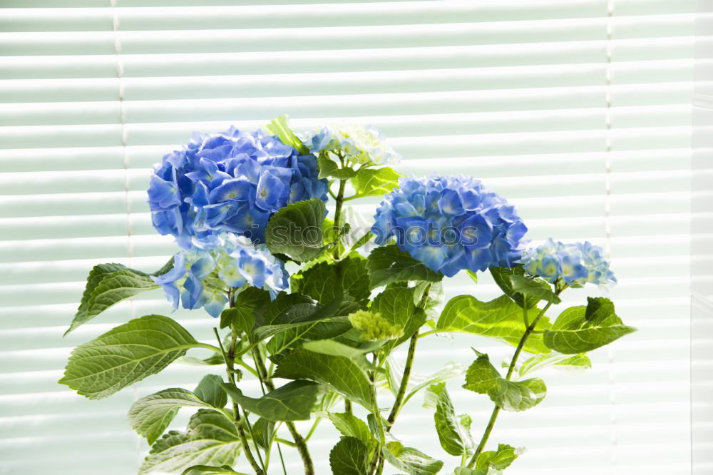 Similar – Image, Stock Photo FORGET-ME-NOT Environment