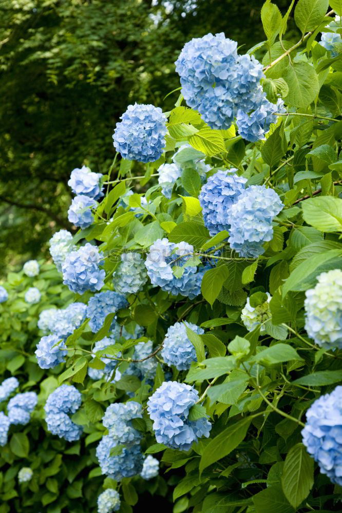 Similar – Blue miracle Flower Spring