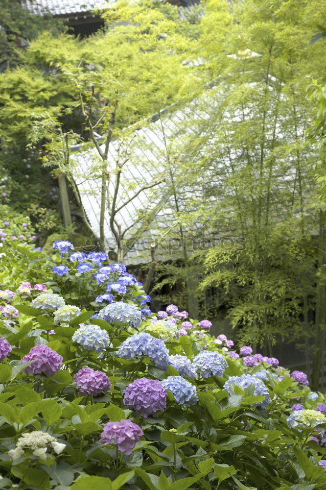 Similar – Image, Stock Photo wild thing Environment