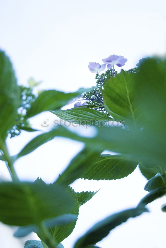 Similar – Image, Stock Photo Growth I Nature Plant