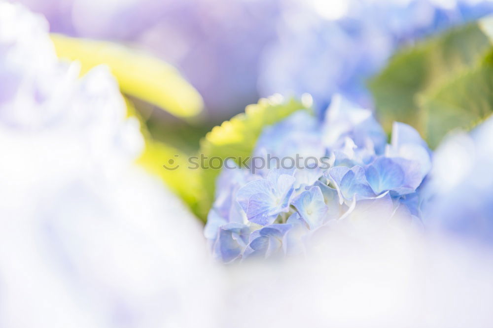 Similar – Image, Stock Photo be blue Nature Plant