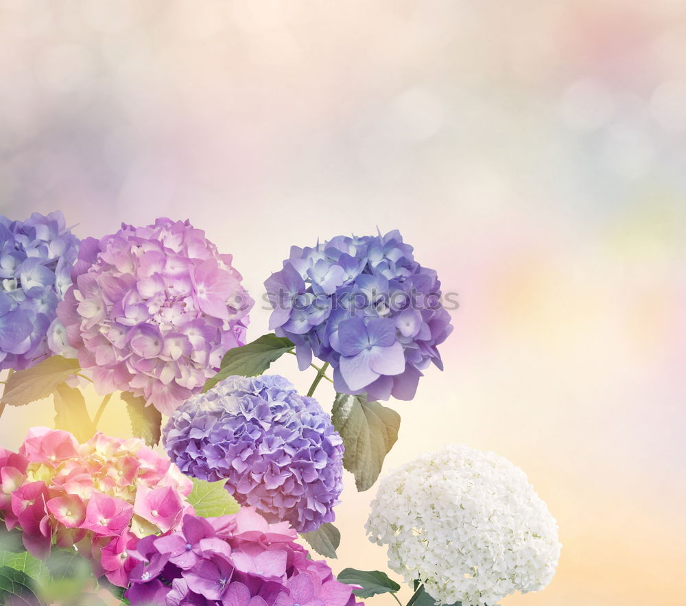 Similar – Image, Stock Photo Watering can with plants and flowers on a garden table