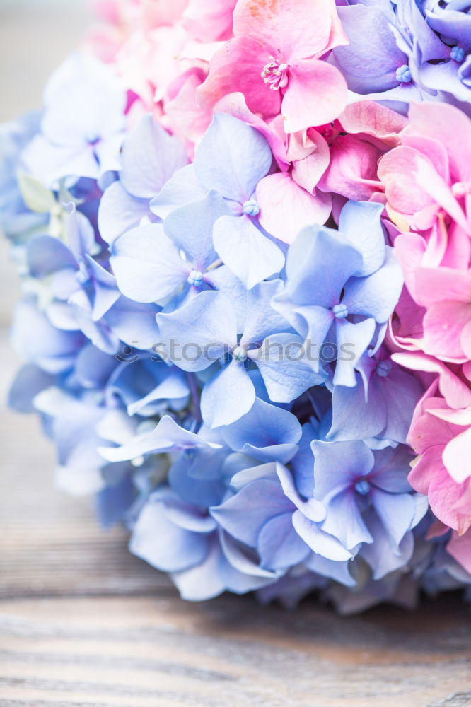 Similar – Image, Stock Photo Fork with hyacinth flowers on light green background