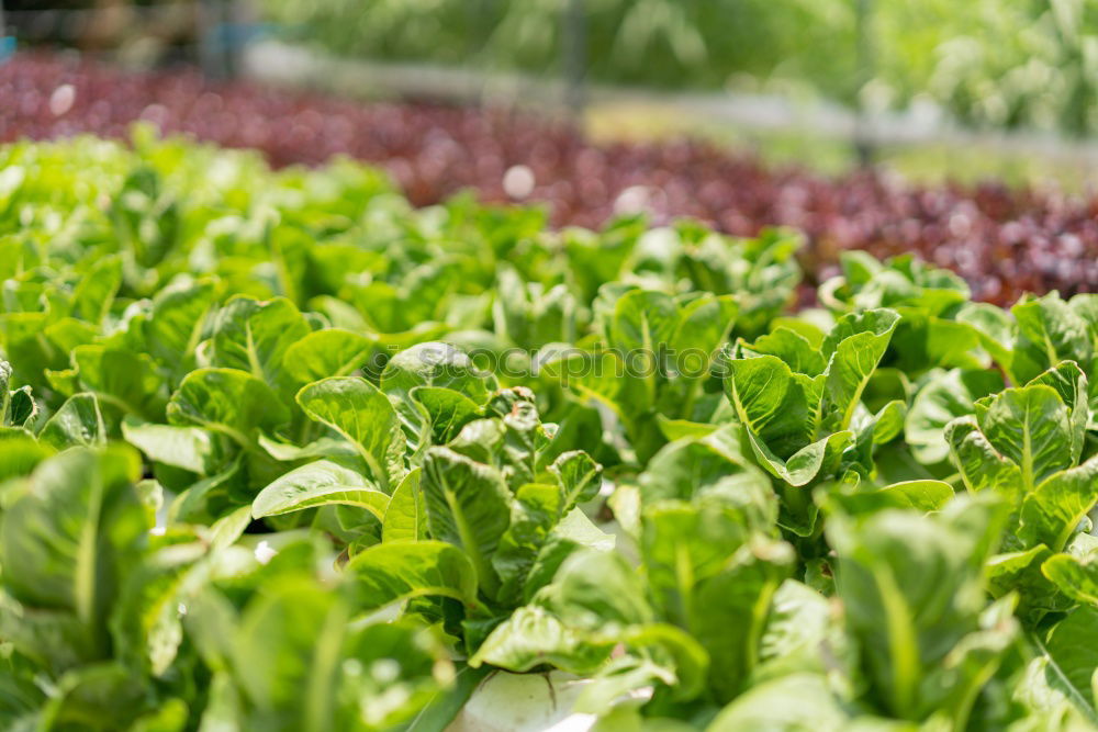 Similar – Image, Stock Photo Harvesting spinach from a vegetable field