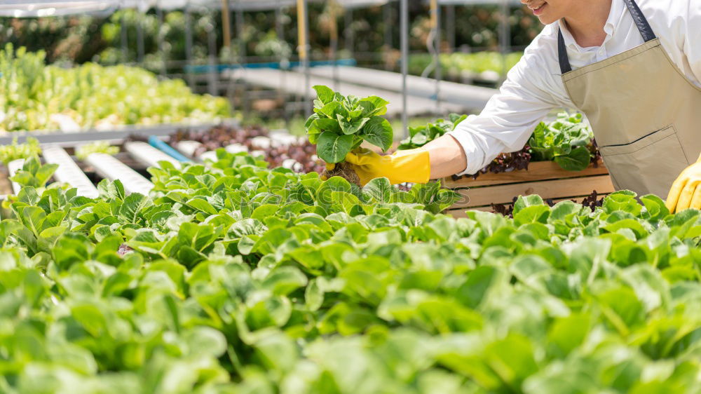 Similar – Image, Stock Photo Harvesting vegetables in agriculture with your hands on the field