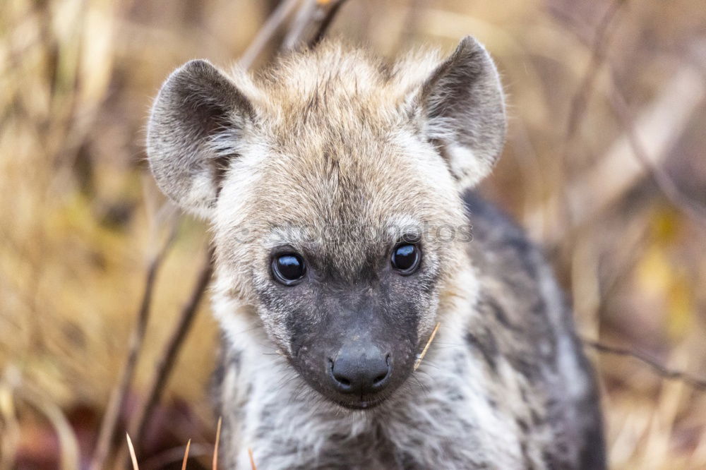 Similar – Image, Stock Photo Wallaby Beautiful