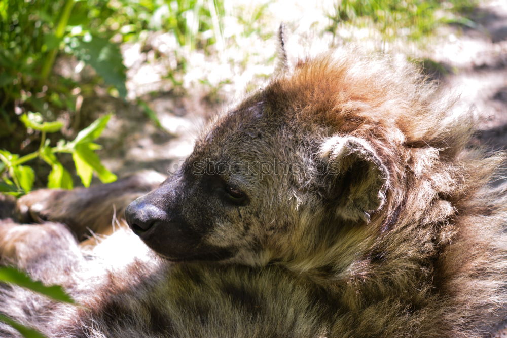 Image, Stock Photo Koshka Animal Cat 1