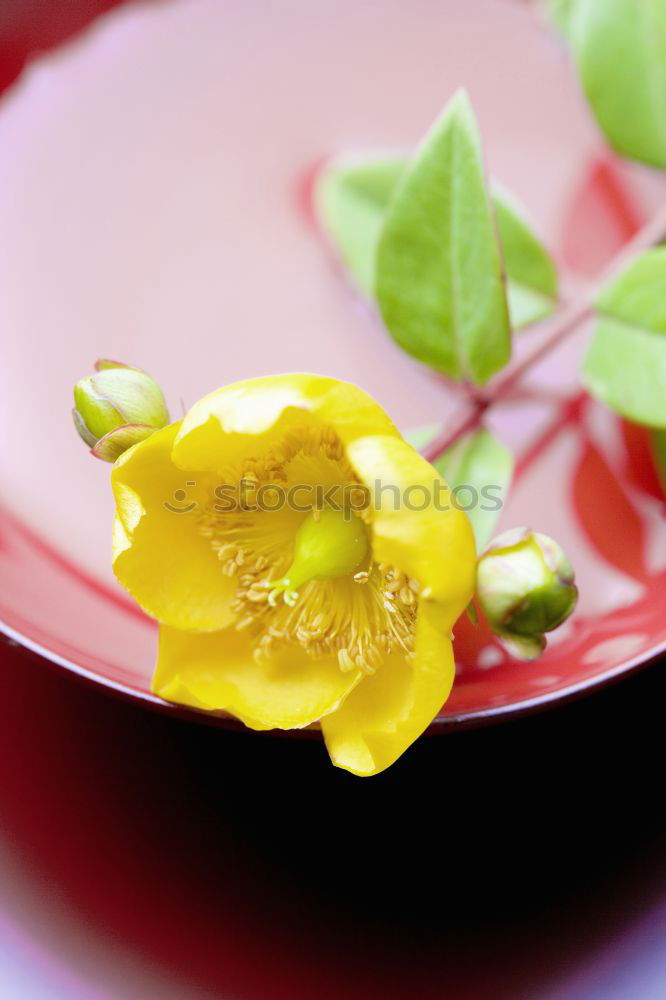Similar – Foto Bild Plus Blume gelb Lupe