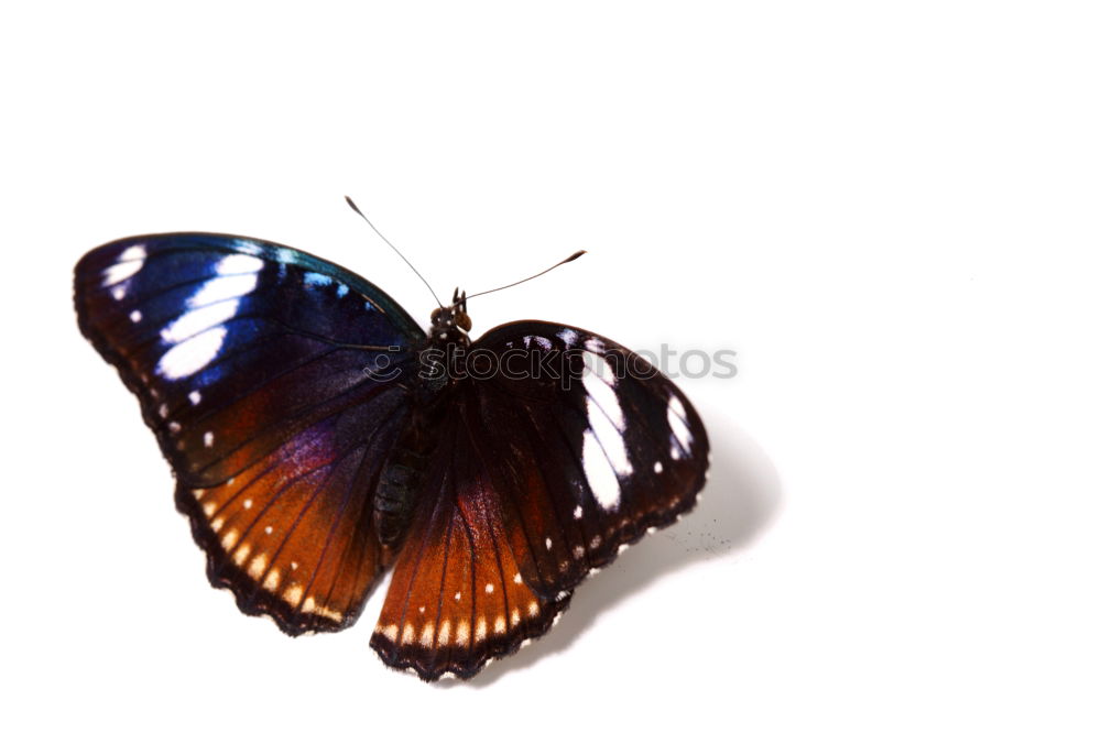 Similar – Image, Stock Photo approaching Butterfly