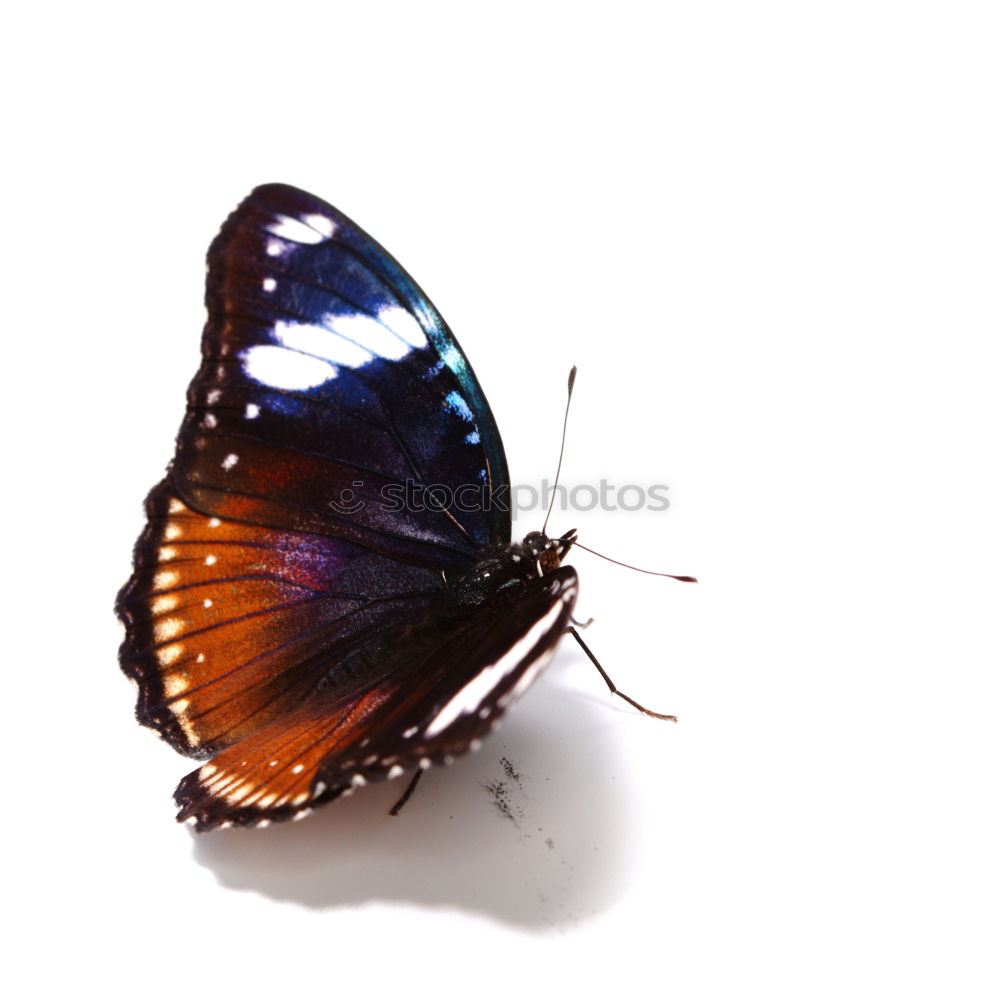 Similar – Blue Morpho butterfly