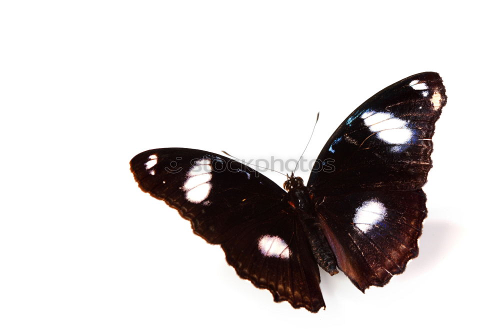 Similar – Image, Stock Photo butterfly