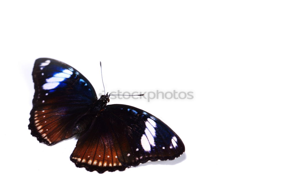 Similar – Foto Bild Butterfliege Schmetterling