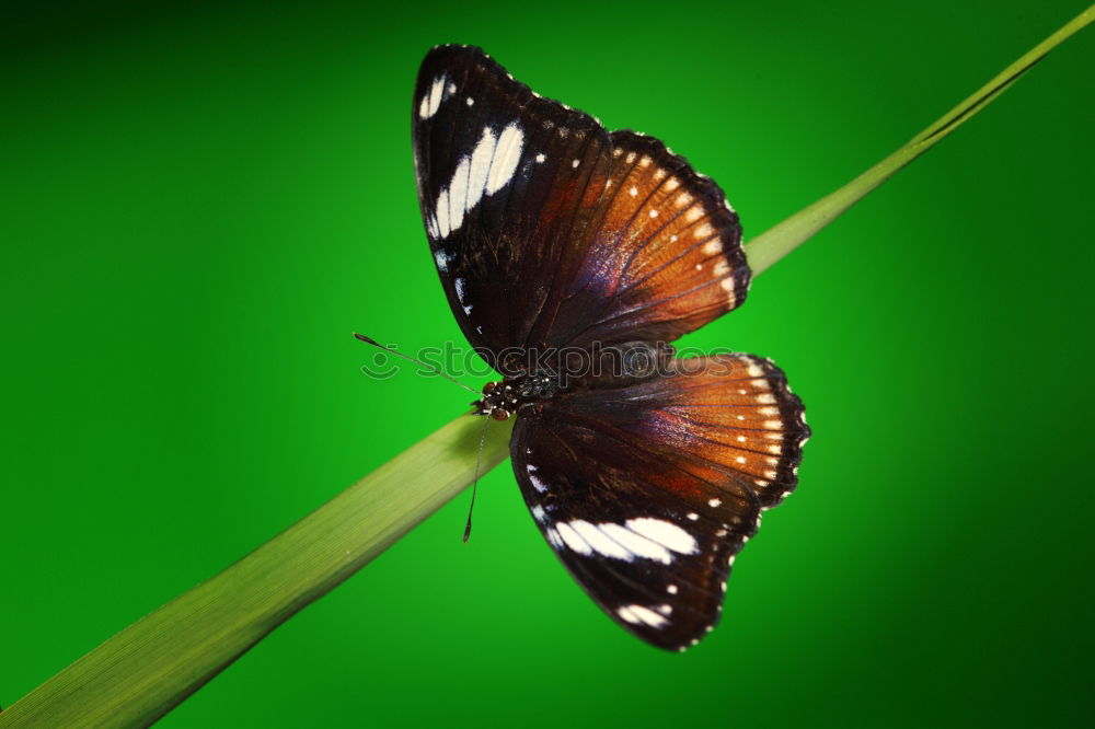 Similar – Image, Stock Photo resting in a leaf Garden