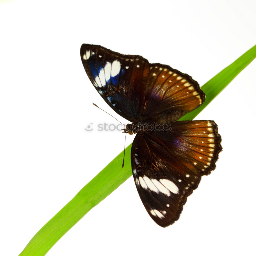 Similar – butterfly Animal Butterfly