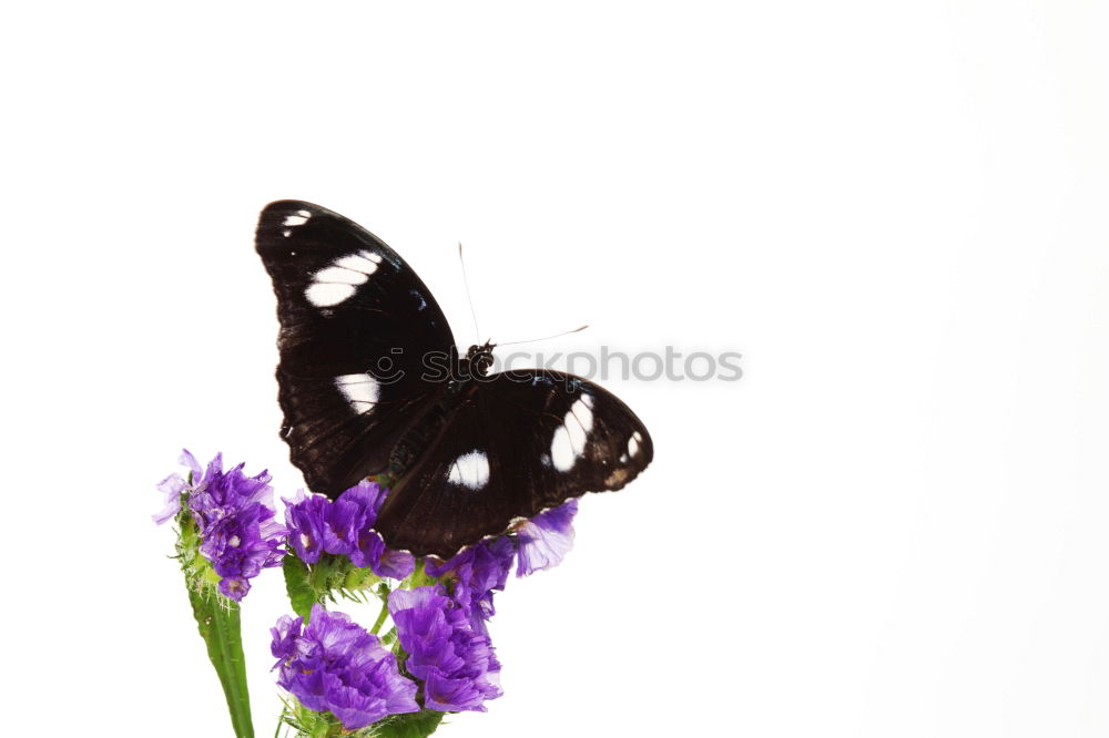 Similar – Swallowtail; Papilio; machaon; Butterfly; Butterfly; Butterfly