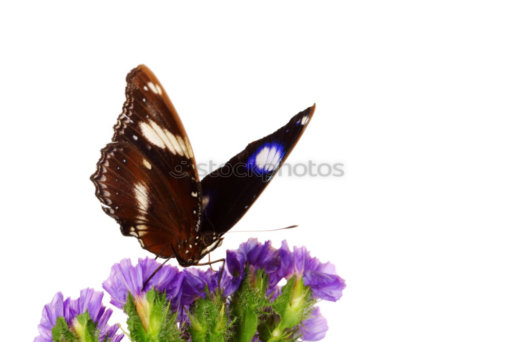 Similar – Image, Stock Photo chillout Flower Insect