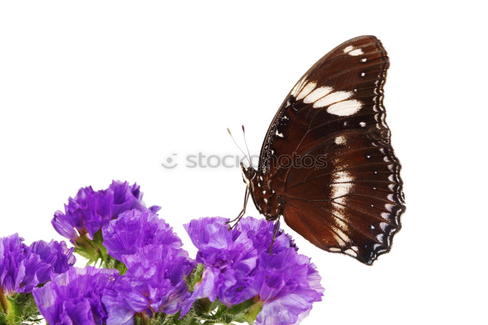 Similar – Swallowtail; Papilio; machaon; Butterfly; Butterfly; Butterfly