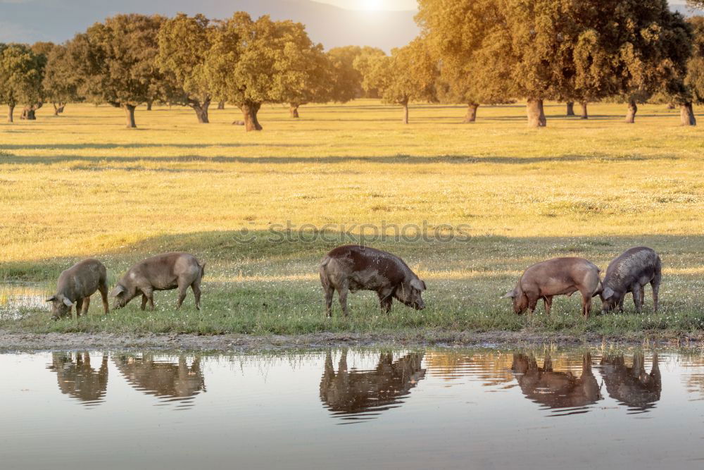 Similar – Image, Stock Photo Africa Environment Nature