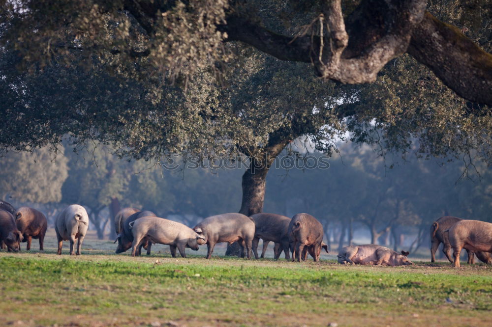 Similar – Flock of sheep at sunset