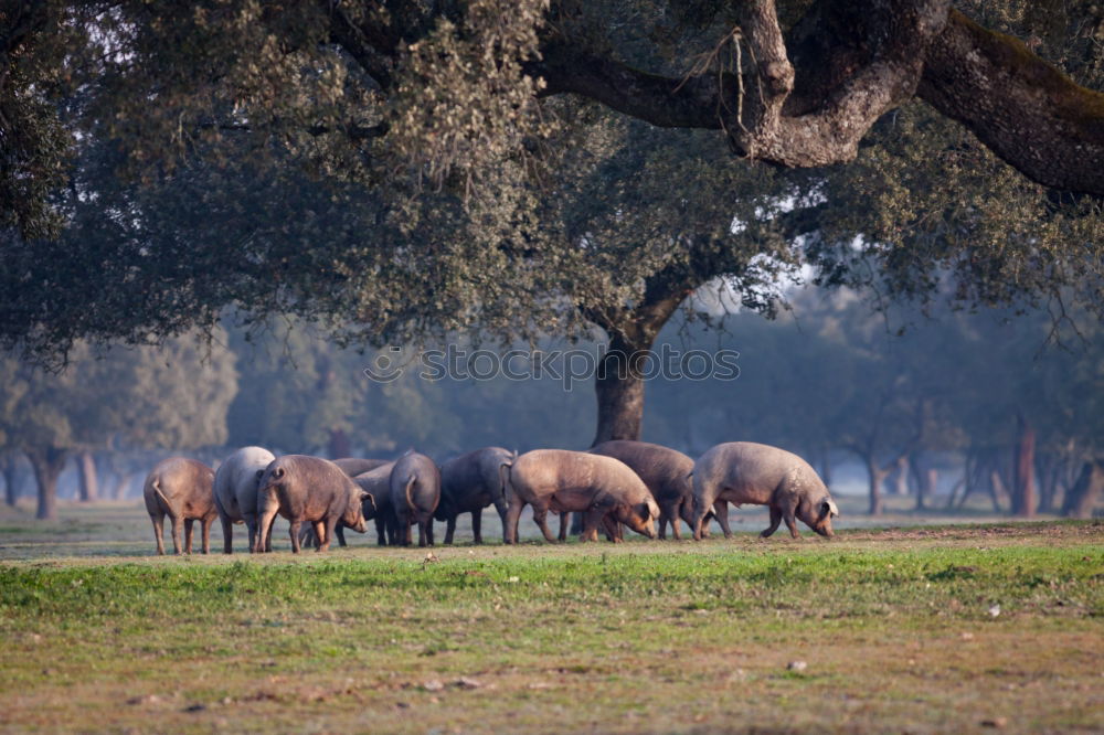 Similar – Foto Bild pferde Umwelt Natur