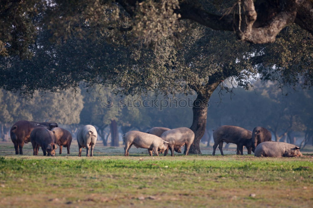 Similar – Foto Bild pferde Umwelt Natur