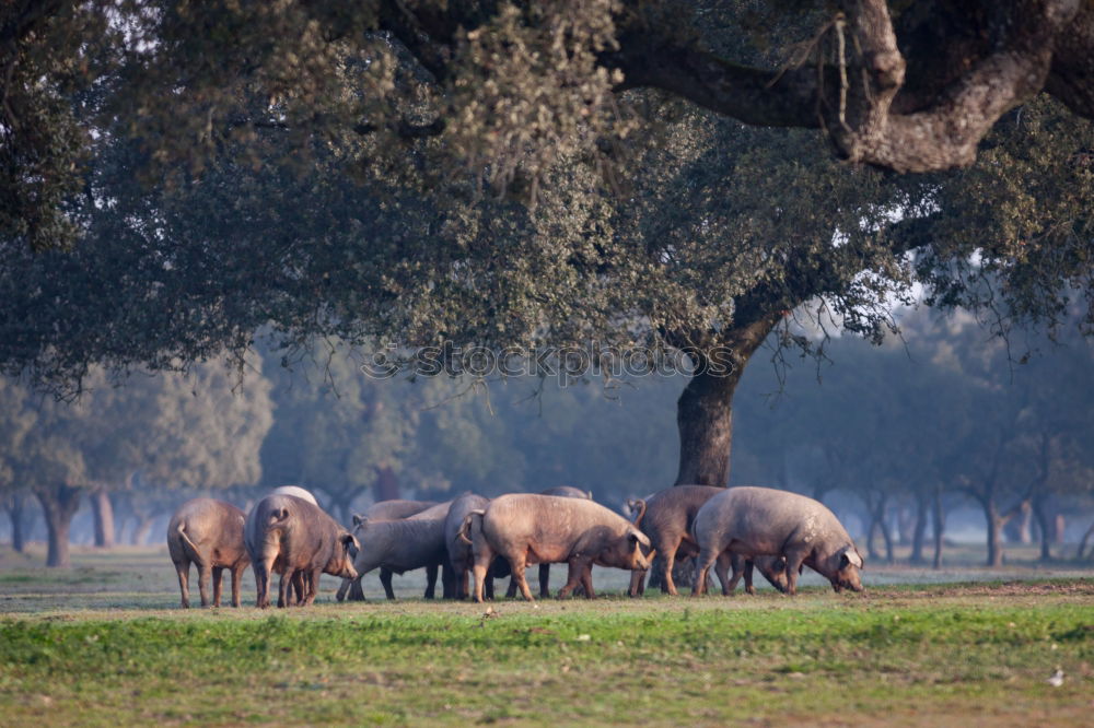 Similar – Foto Bild pferde Umwelt Natur